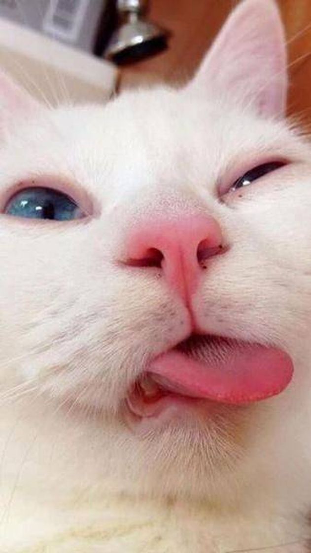 Social Animais ♥️