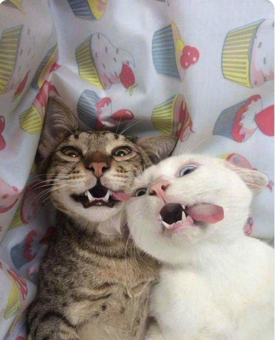 Social Animais ♥️