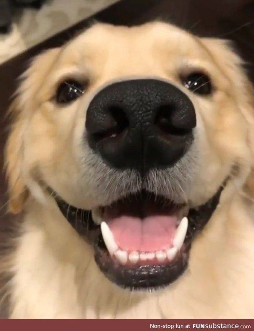 Social Animais ♥️