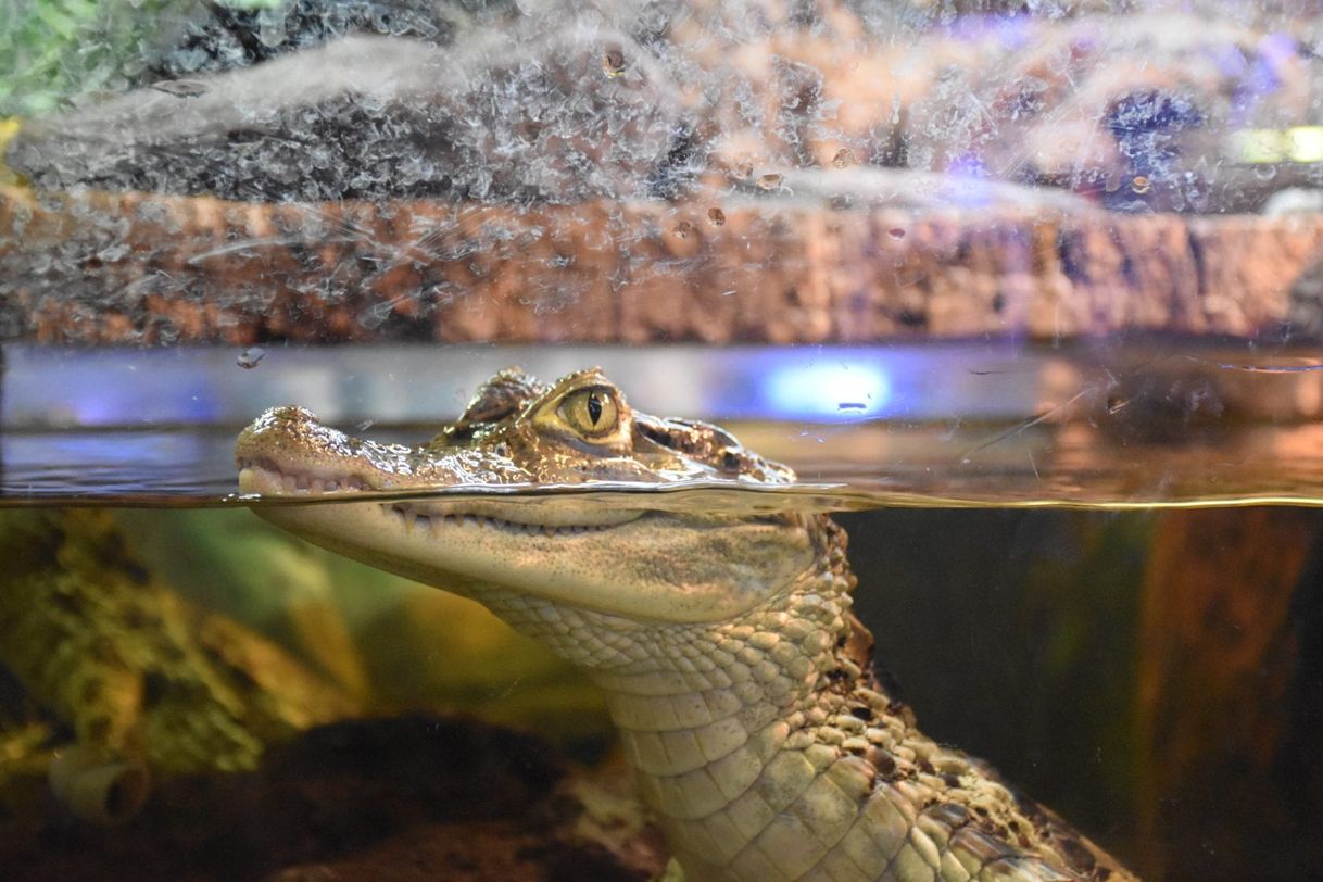 Place Vivarium de Meyrin