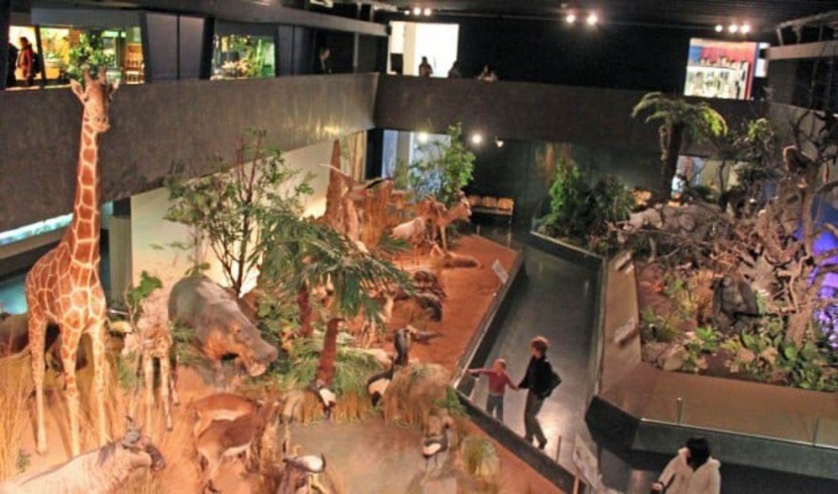 Place Muséum d'Histoire Naturelle