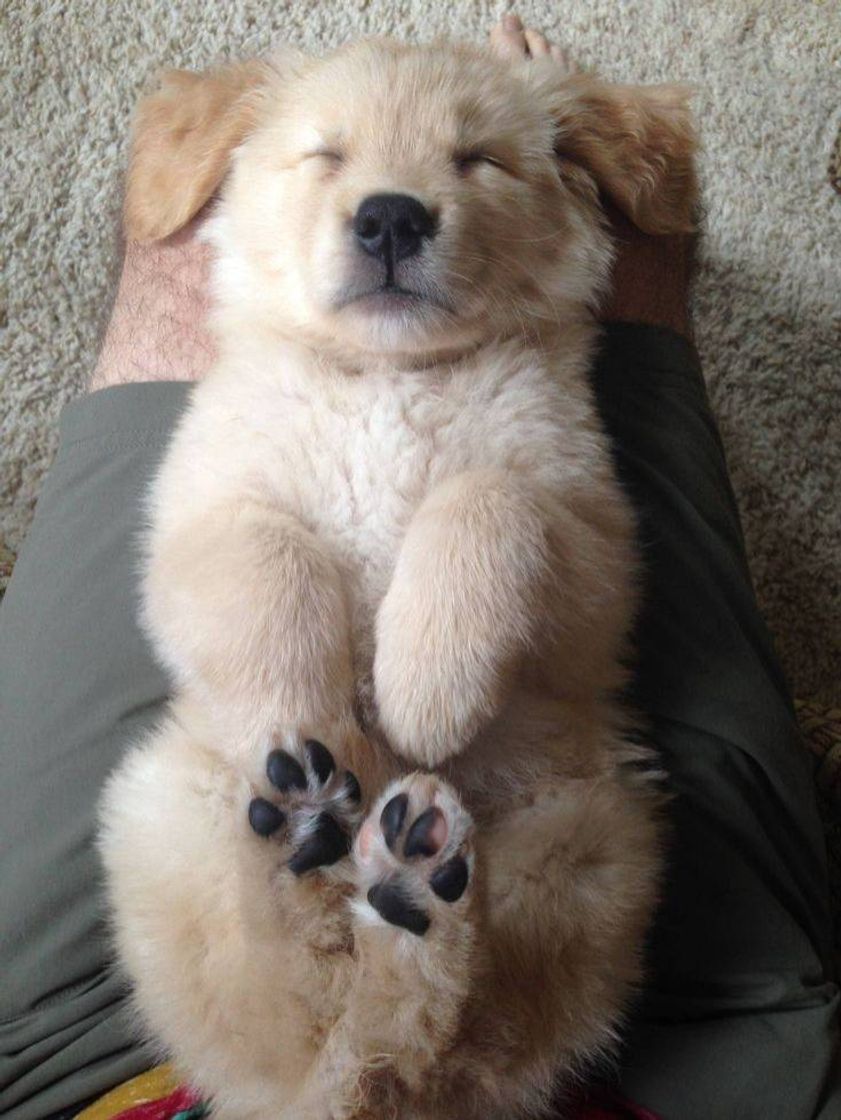 Social Dog 