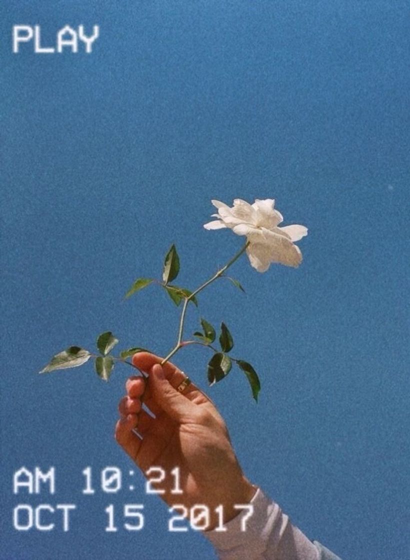 rosa branca 🤍
