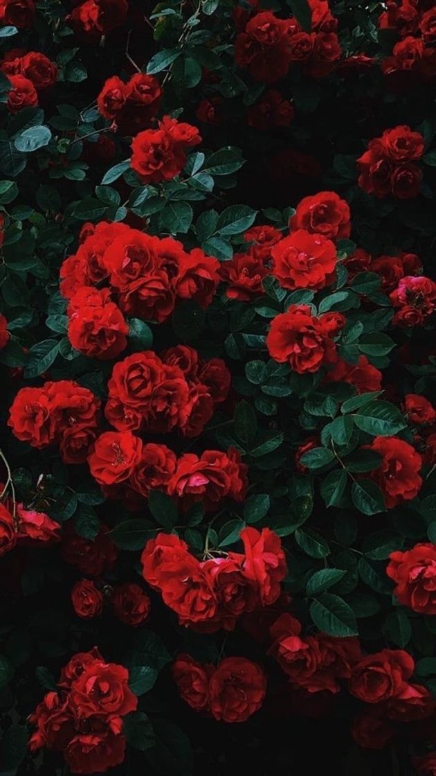 rosas 🥀 