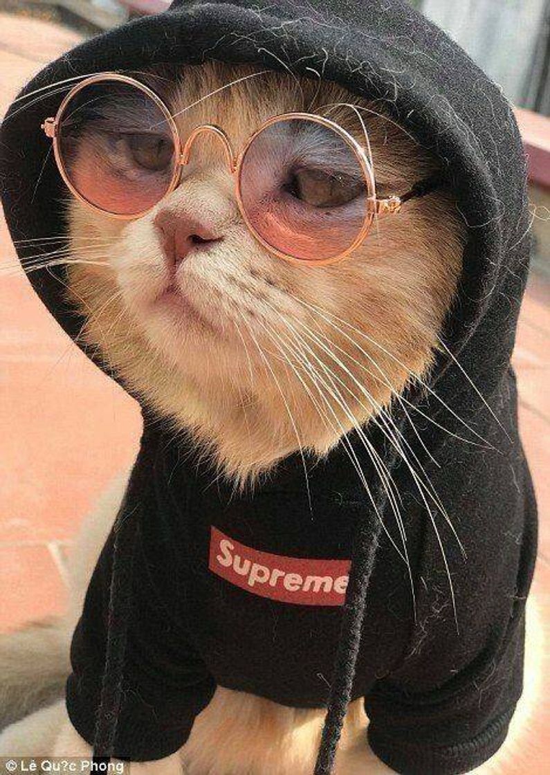 Fashion Gato de óculos🐱