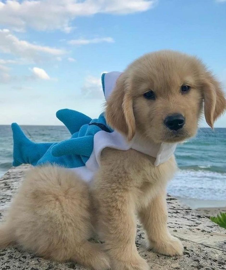 Moda Shark dog