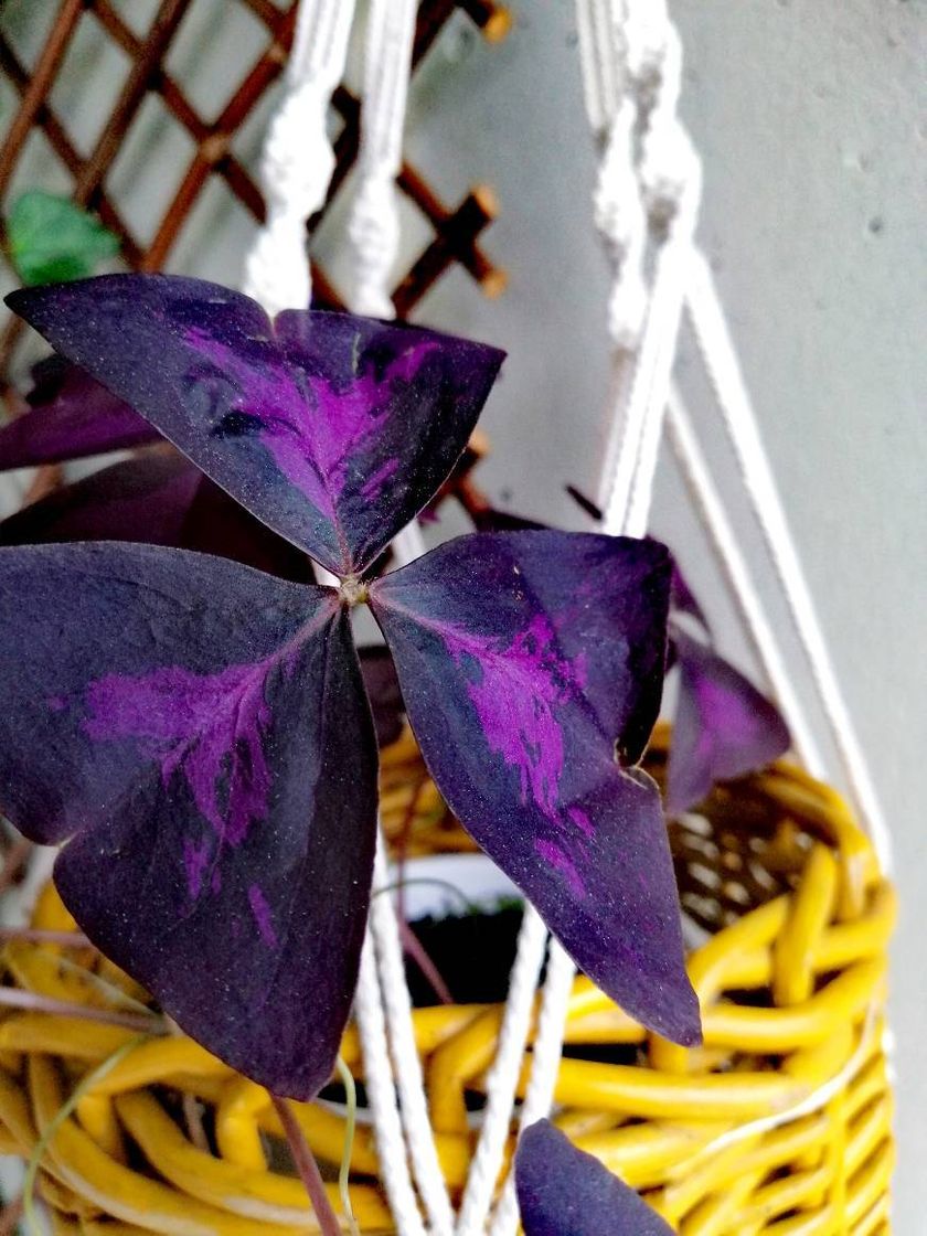 Fashion Trevo roxo, oxalis