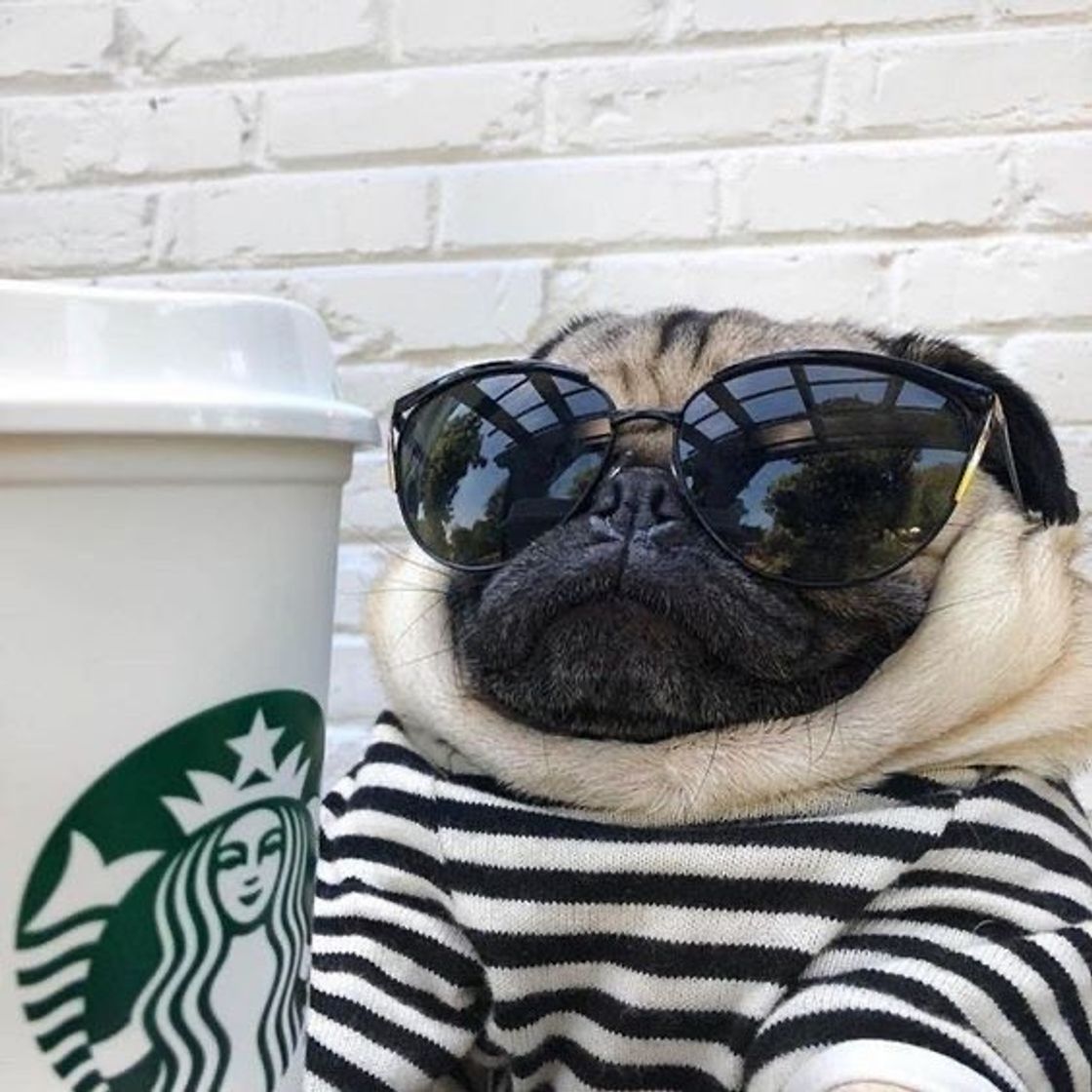 Moda Pug com estilo 