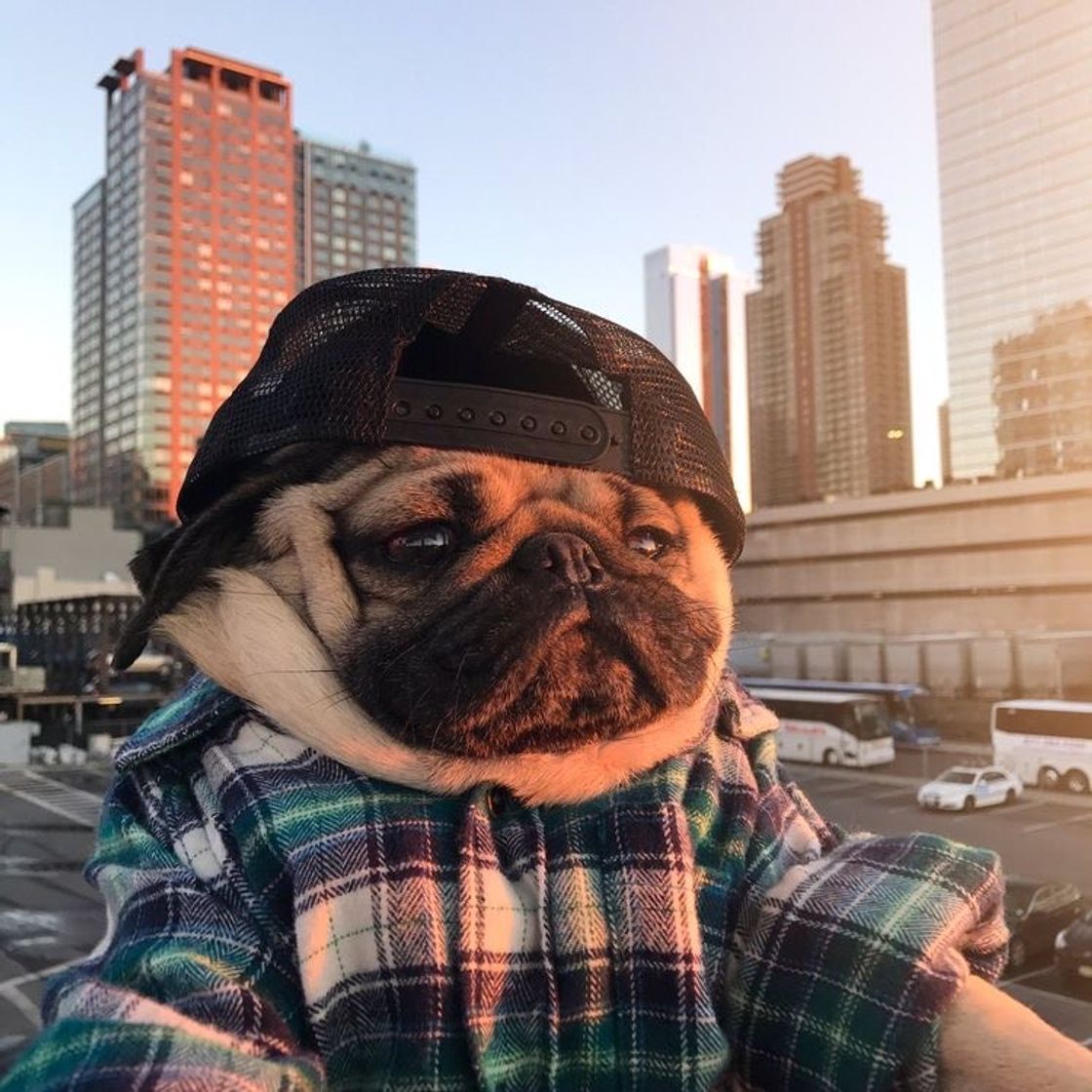 Moda Pug bad boy 😎