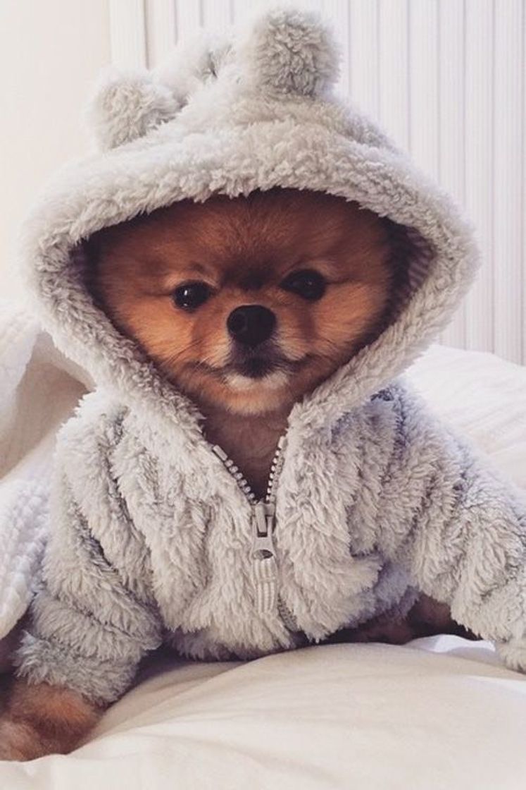 Fashion Cute Dog 🐶