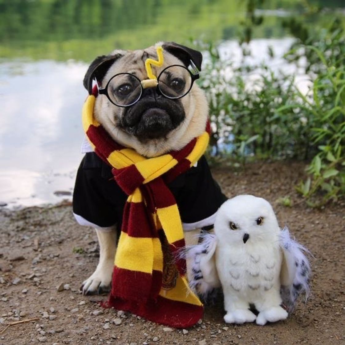 Moda Pug Vestido de Harry Potter 🪄✨