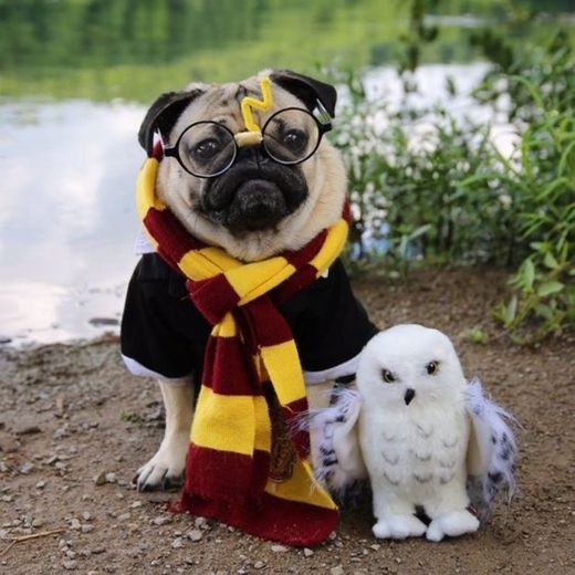 Pug Vestido de Harry Potter 🪄✨