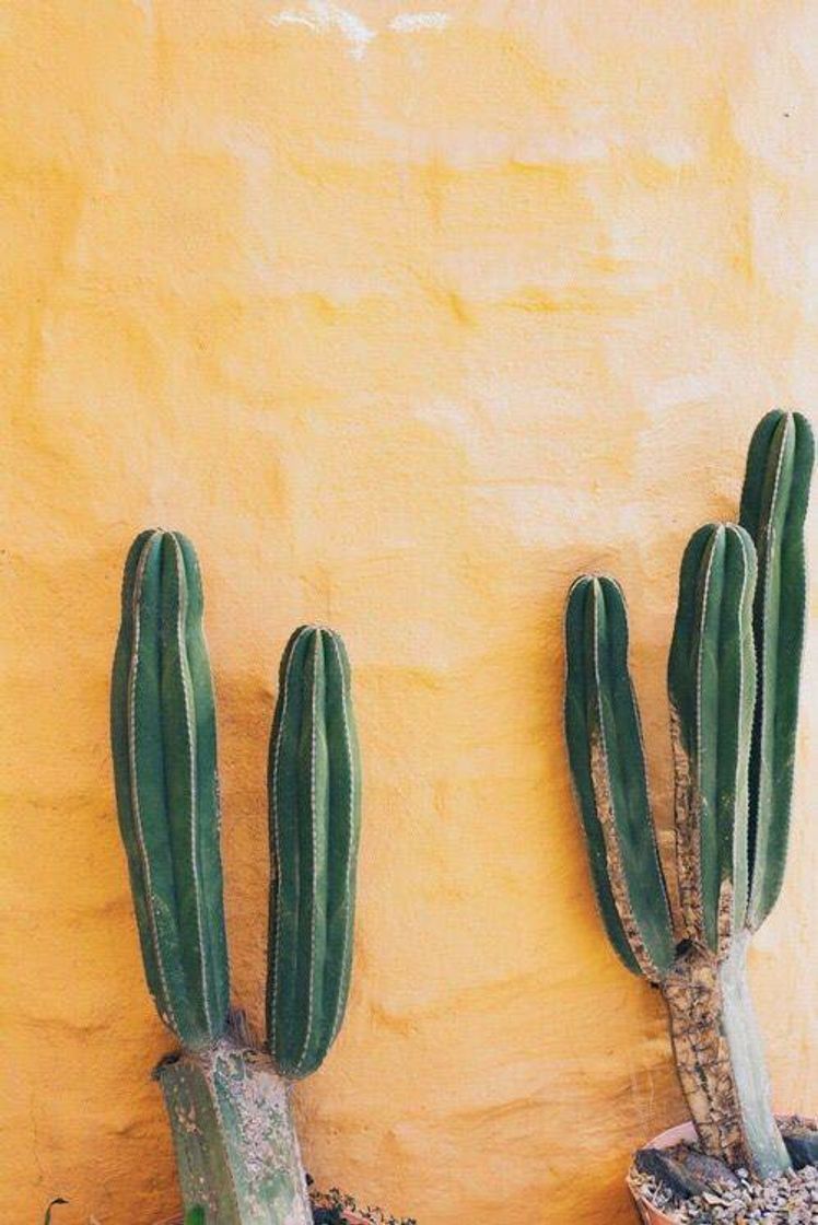 Social Wallpaper 
