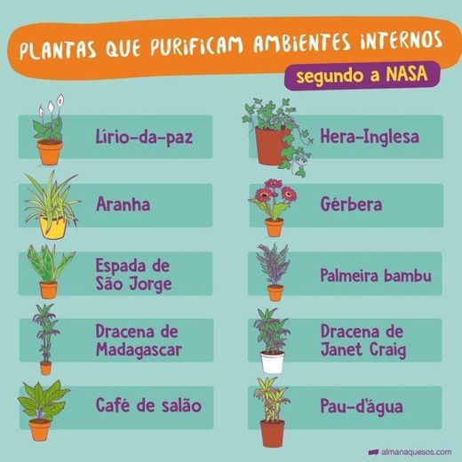 Plantas que purificam!