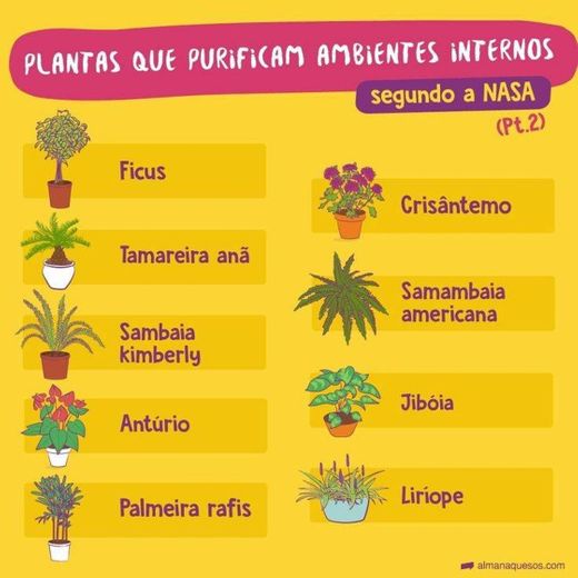 Plantas que purificam pt.2