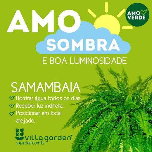 Samambaia