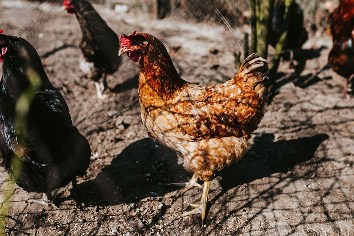 Fashion Melhores animais para possuir durante uma situação de crise