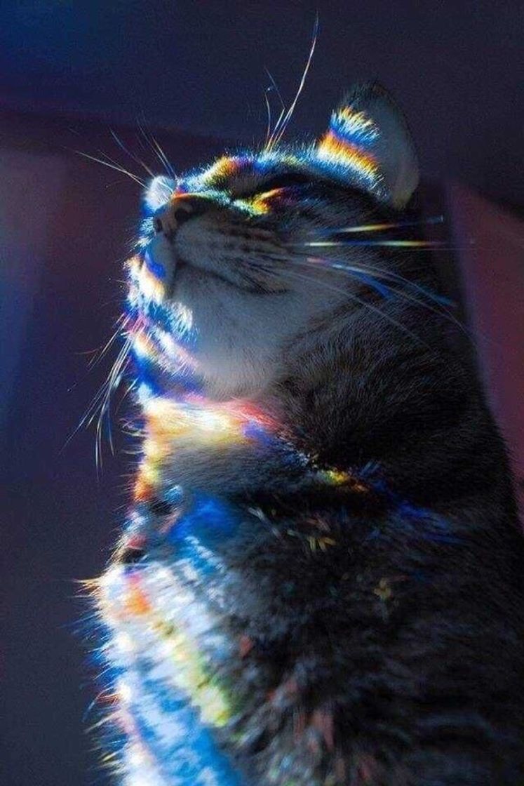 Fashion Mystic Cat