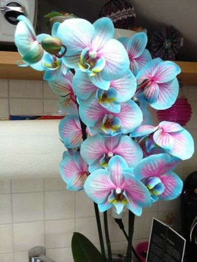 Orquídea azul