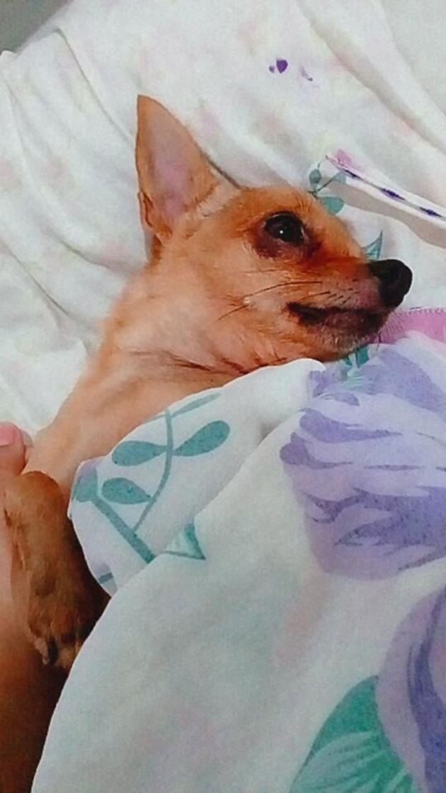 Social Fotos da minha cachorra 