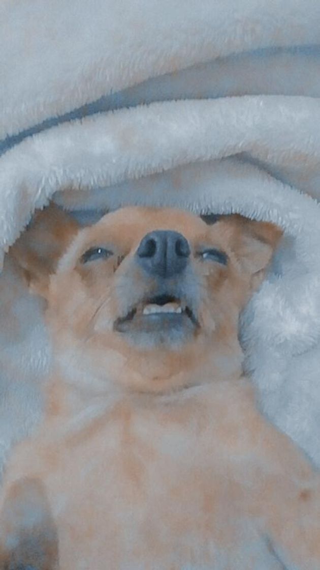 Social Fotos da minha cachorra 