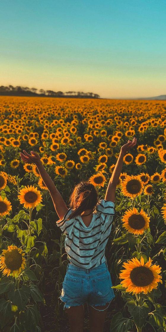 Fashion Tumblr Sunflowers 