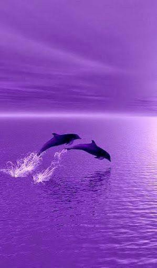 Fashion 💜Dolphins💜