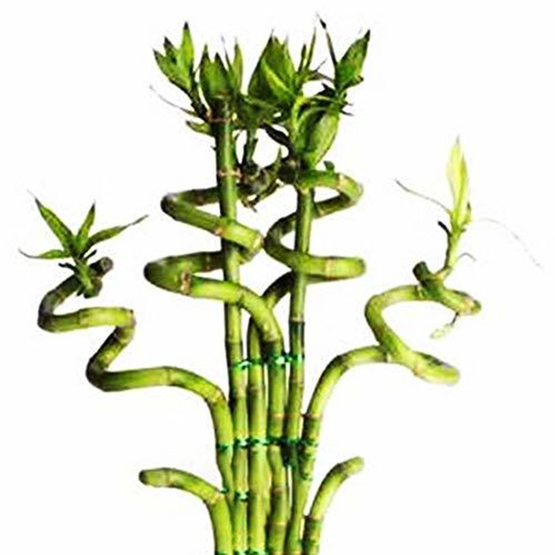 Product Centraliain Dracaena Sanderiana Seeds