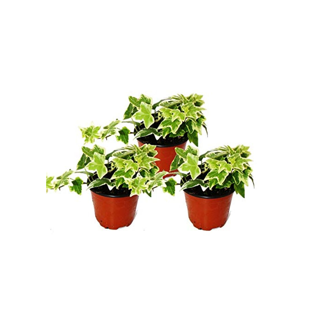 Product Hedera helix