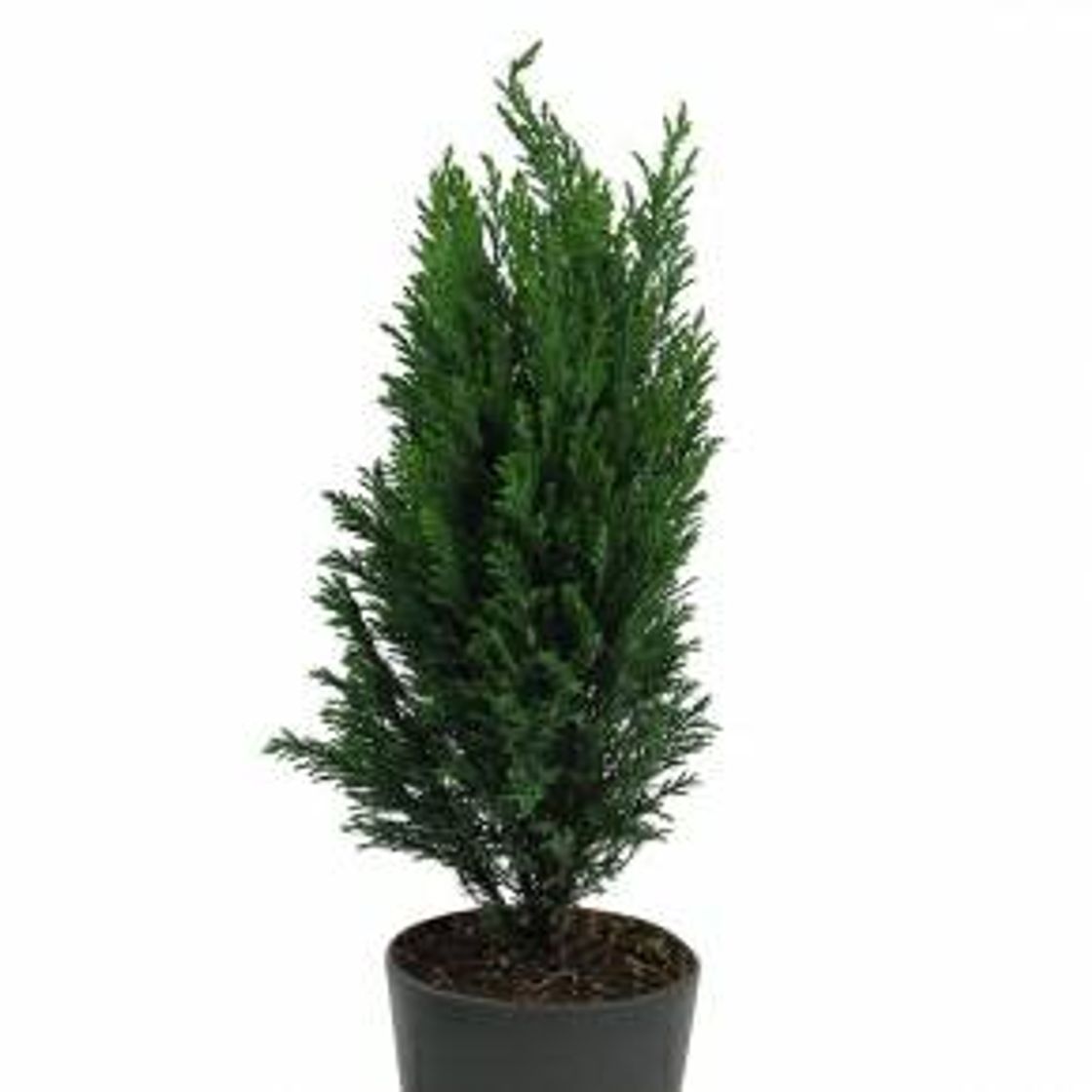 Product 10 Semillas de Chamaecyparis lawsoniana Glauca azul ciprés de Lawson