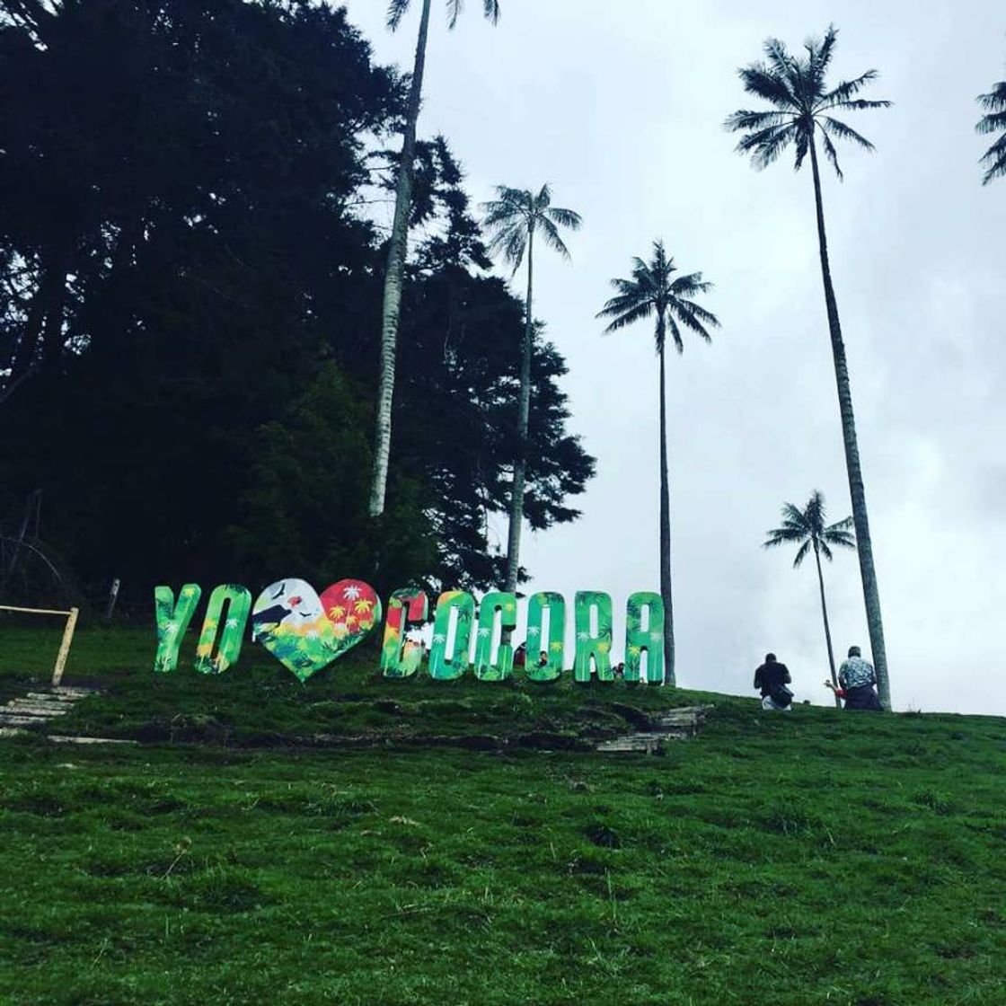 Restaurants Valle Del Cocora