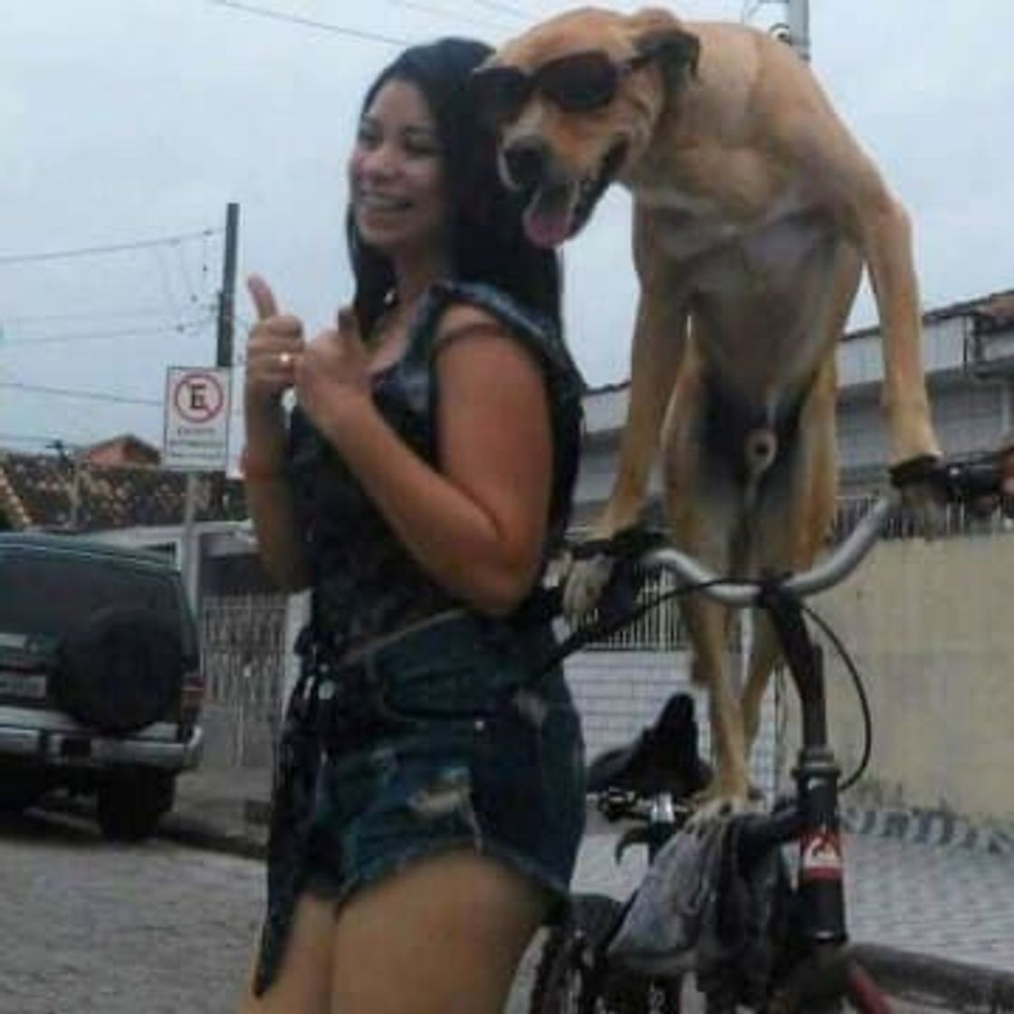 Social doguinho chavoso