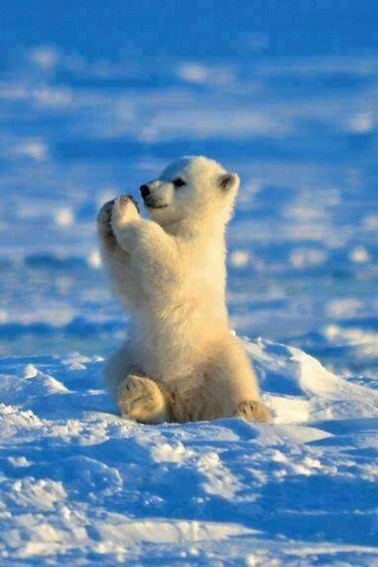 Moda Baby polar bear