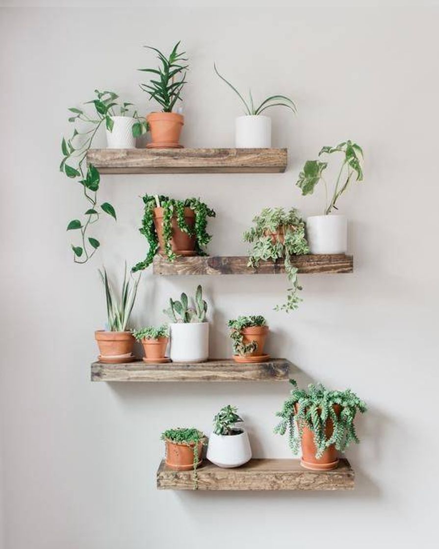 Moda Decoração para a sua casa com plantas.