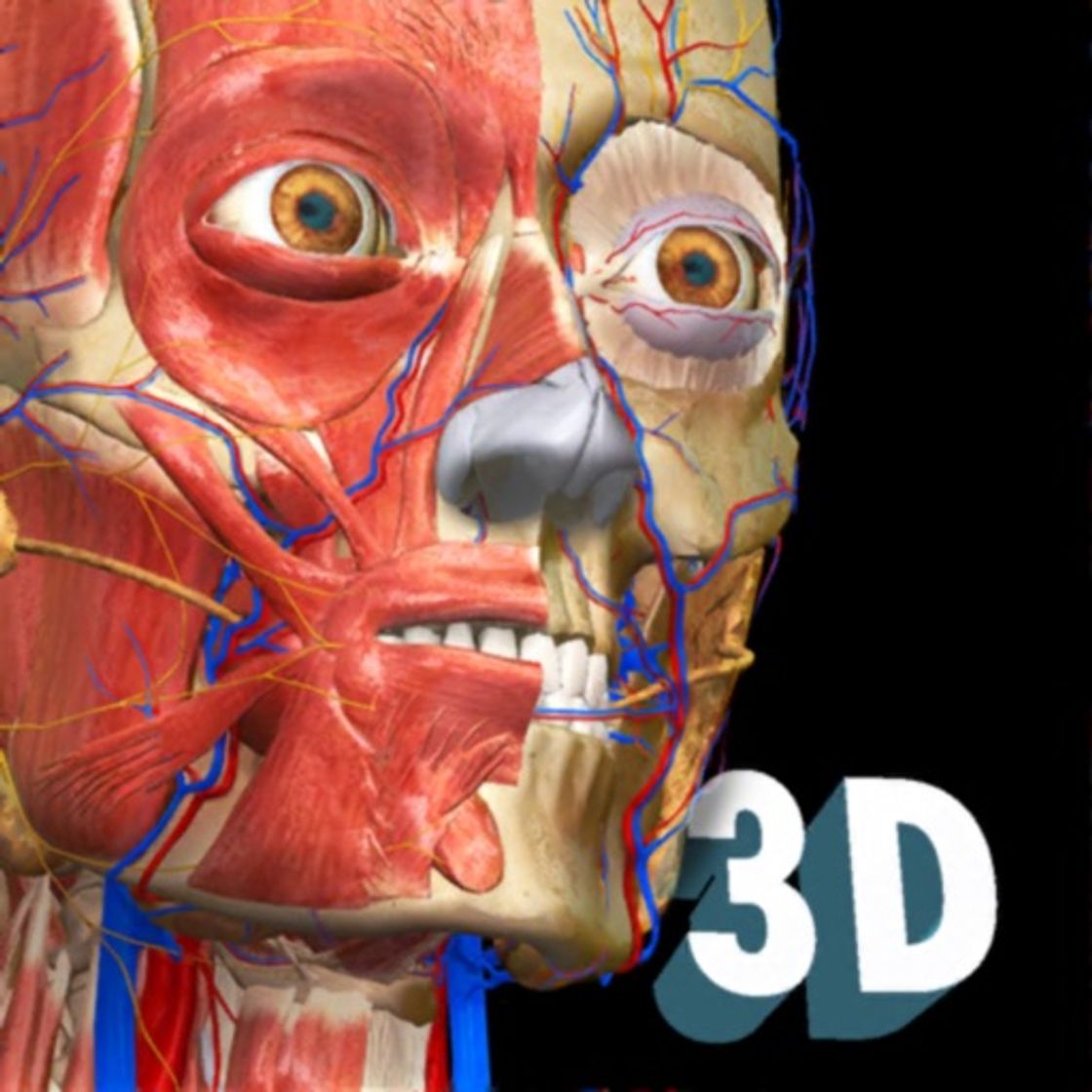 App 3D Anatomy Learning - Atlas