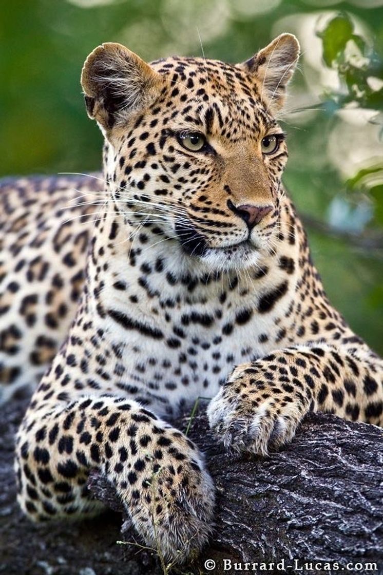 Fashion Leopardo 