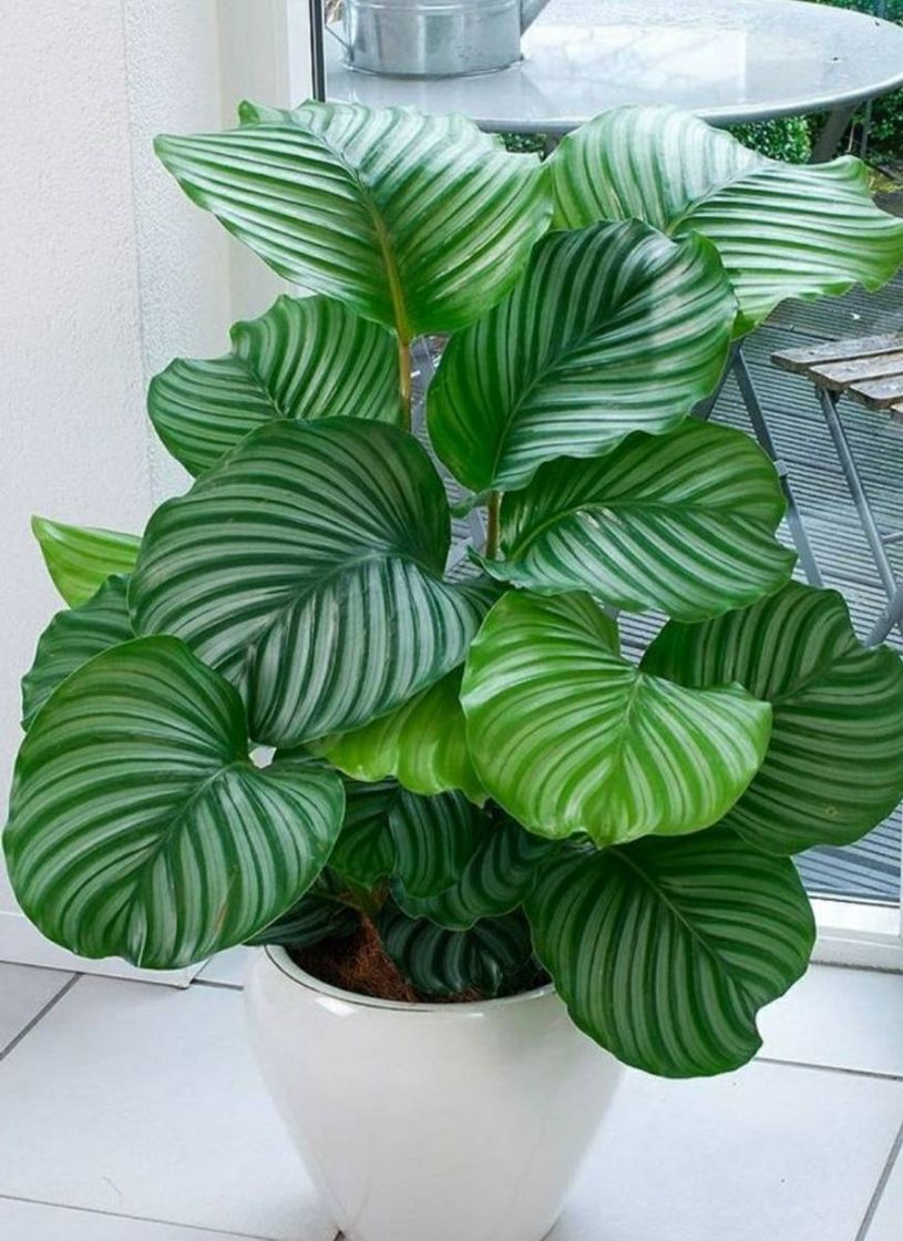 Social Planta de sombra XXL con llamativo patrón de hojas – Calathea Ornata