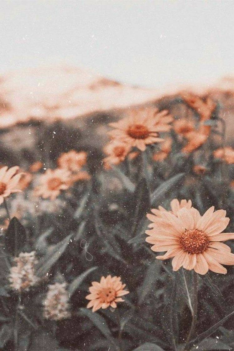 Social Girassol 🌻 