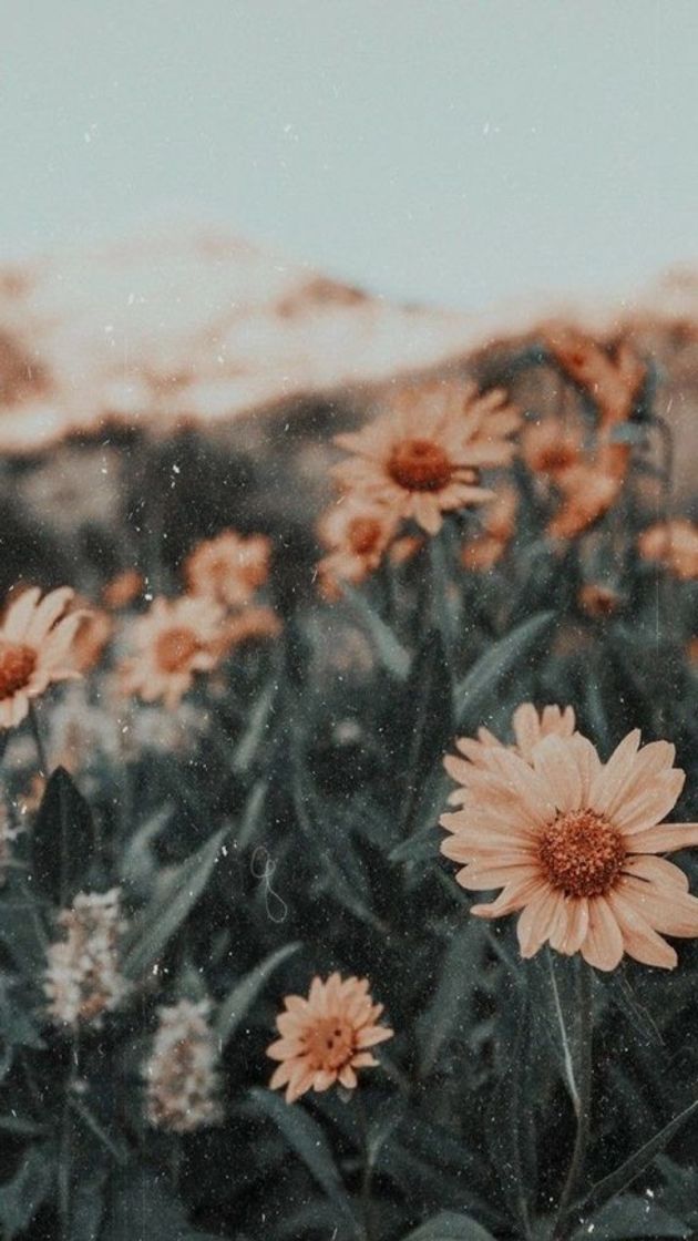 Social Wallpaper de girassol 🌻 