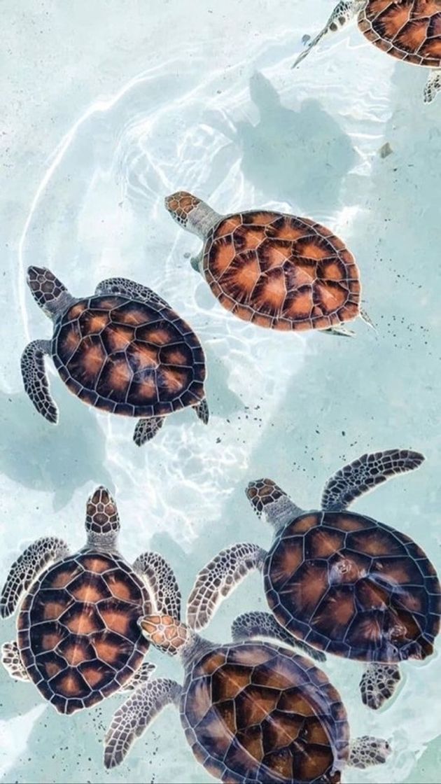 Social Wallpaper de tartaruga 🐢 