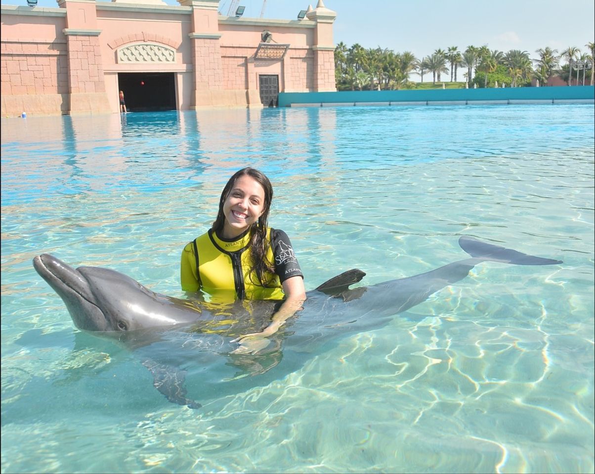 Lugares Dubai Dolphinarium - Dolphin & Seal Show