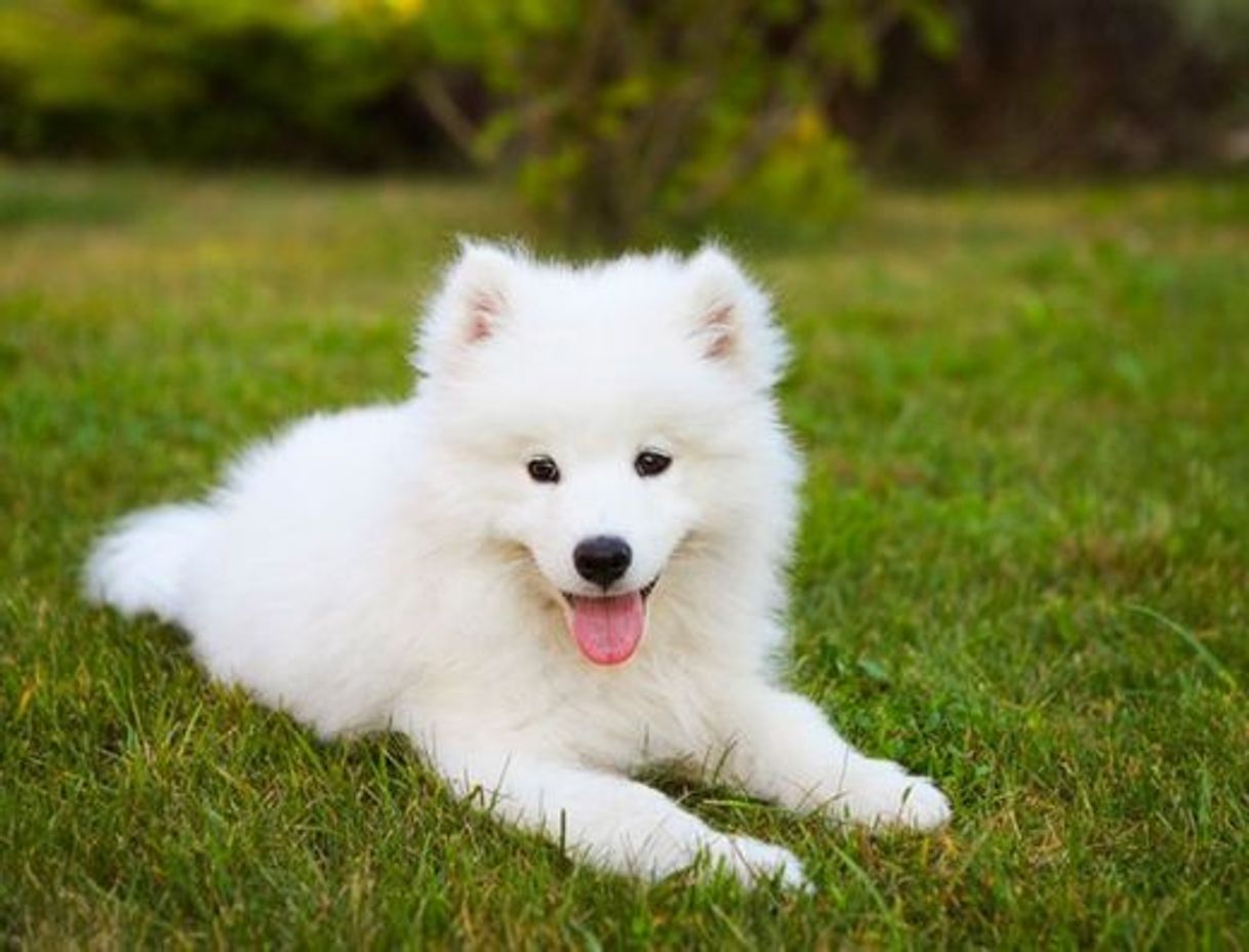 Fashion Samoyed