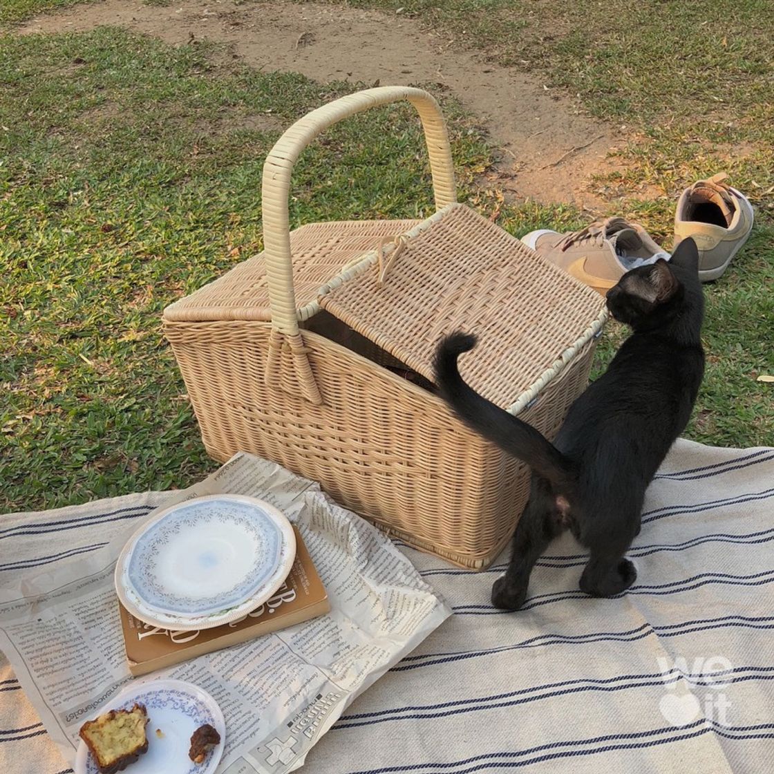 Fashion 🌳🧃🧺🌳🐈‍⬛ Picnic 