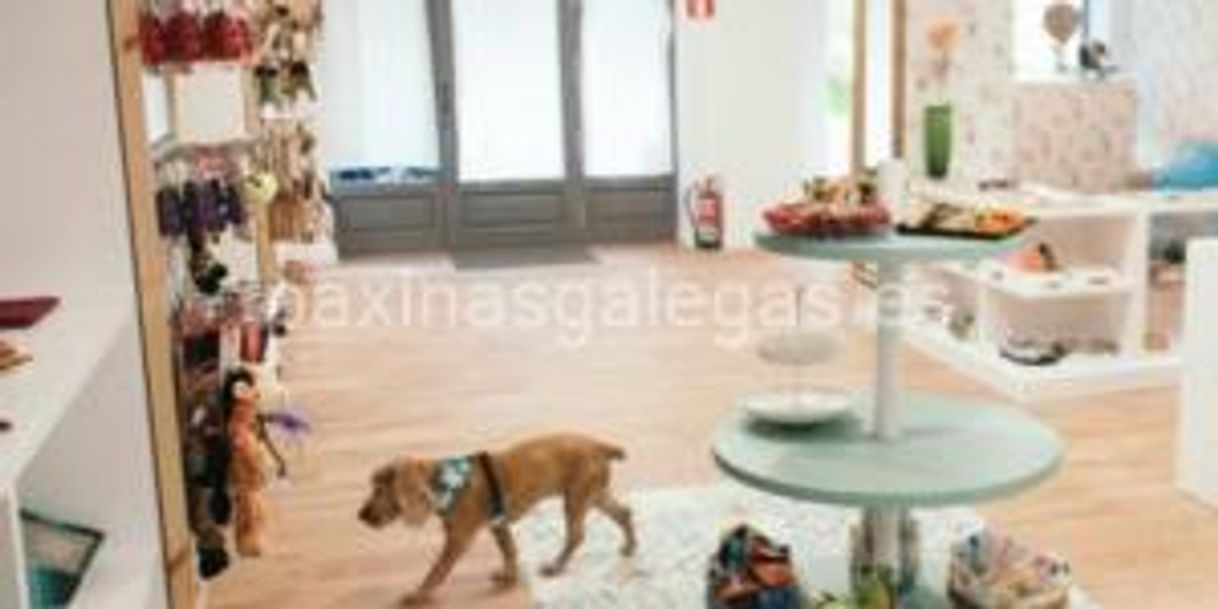 Place Baraka Animal - Boutique Salón de peiteado de mascotas & Spa