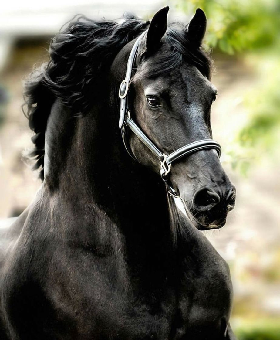 Moda Breed horse’s 