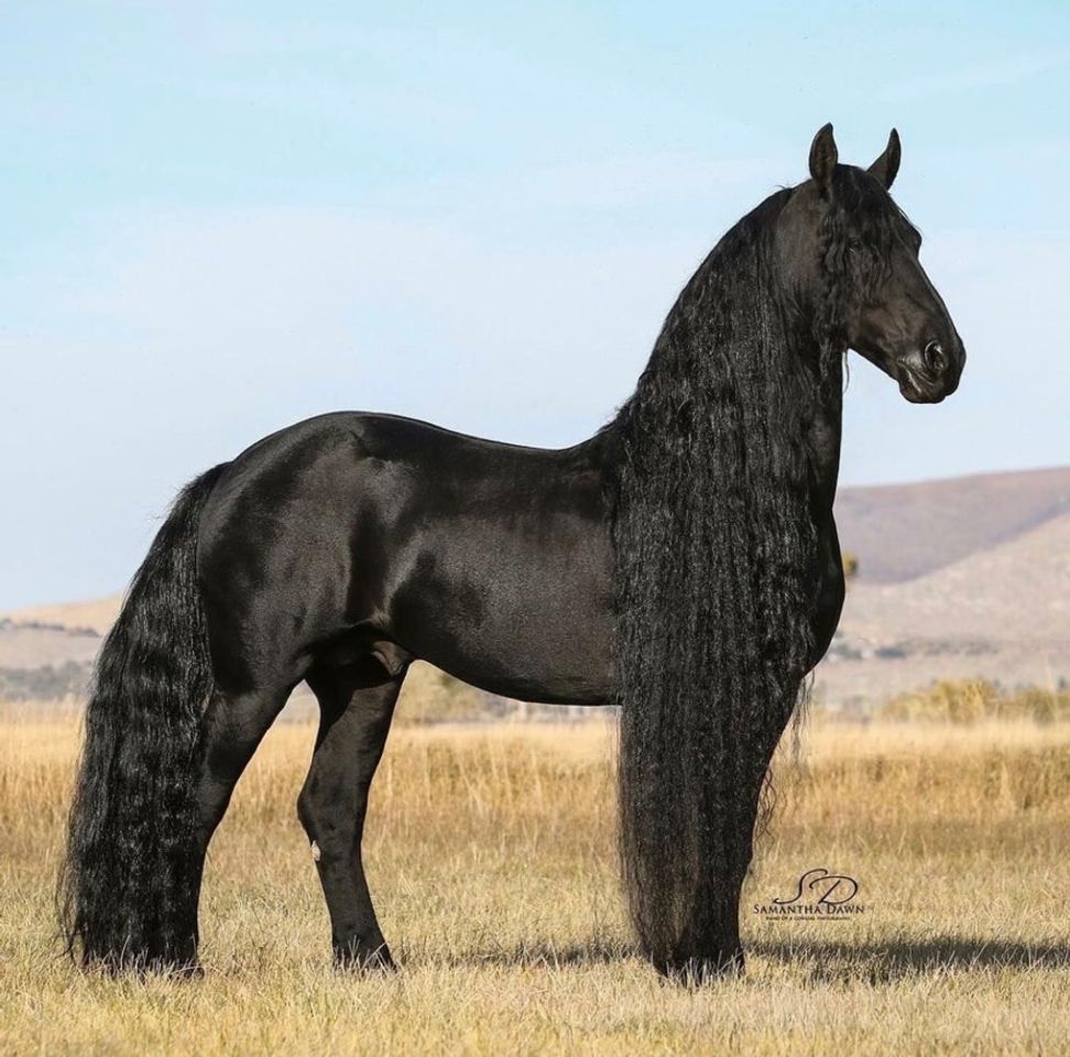 Moda Nome: Friesian/Raça Altura: 1,65 m a 1,75 m na cernelha