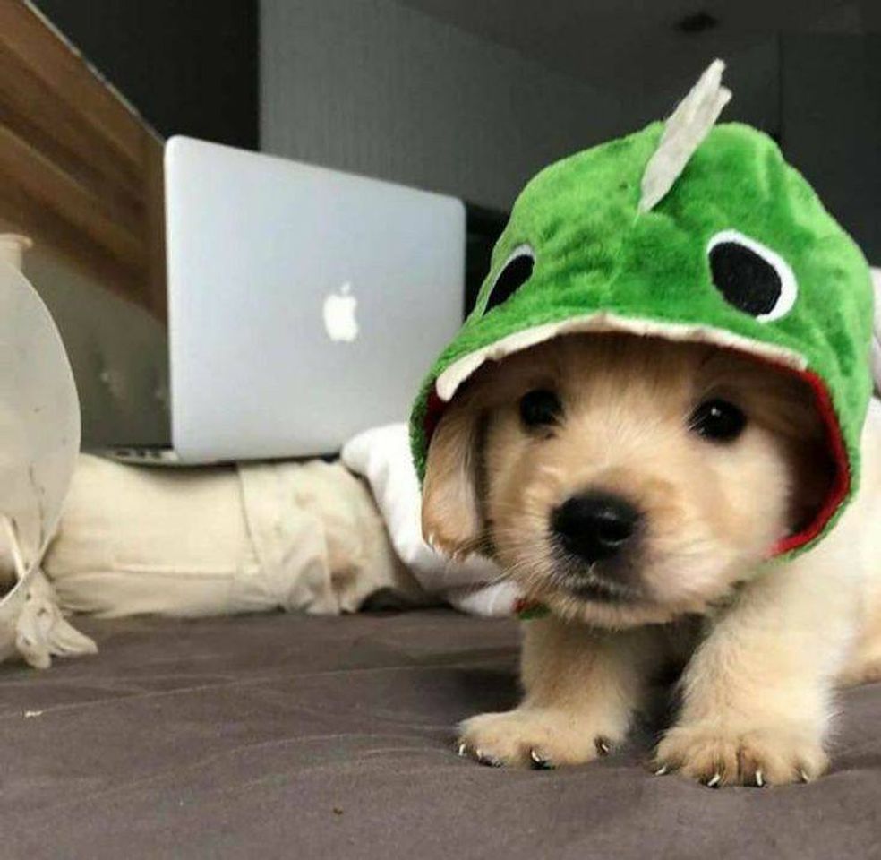 Social Wallpaper de cachorrinho 