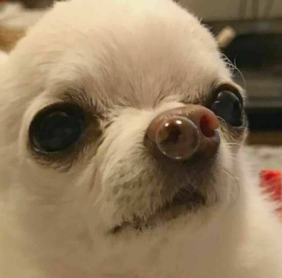 Social Wallpaper de cachorrinho 