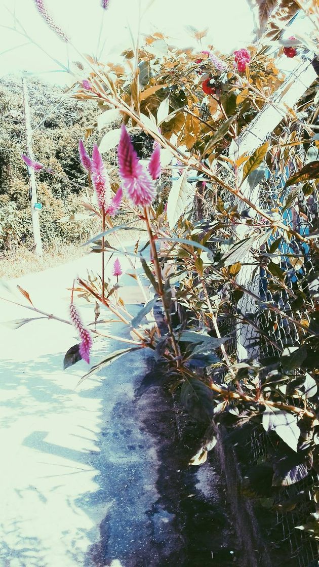 Social VSCO: Photo & Video Editor - Apps on Google Play