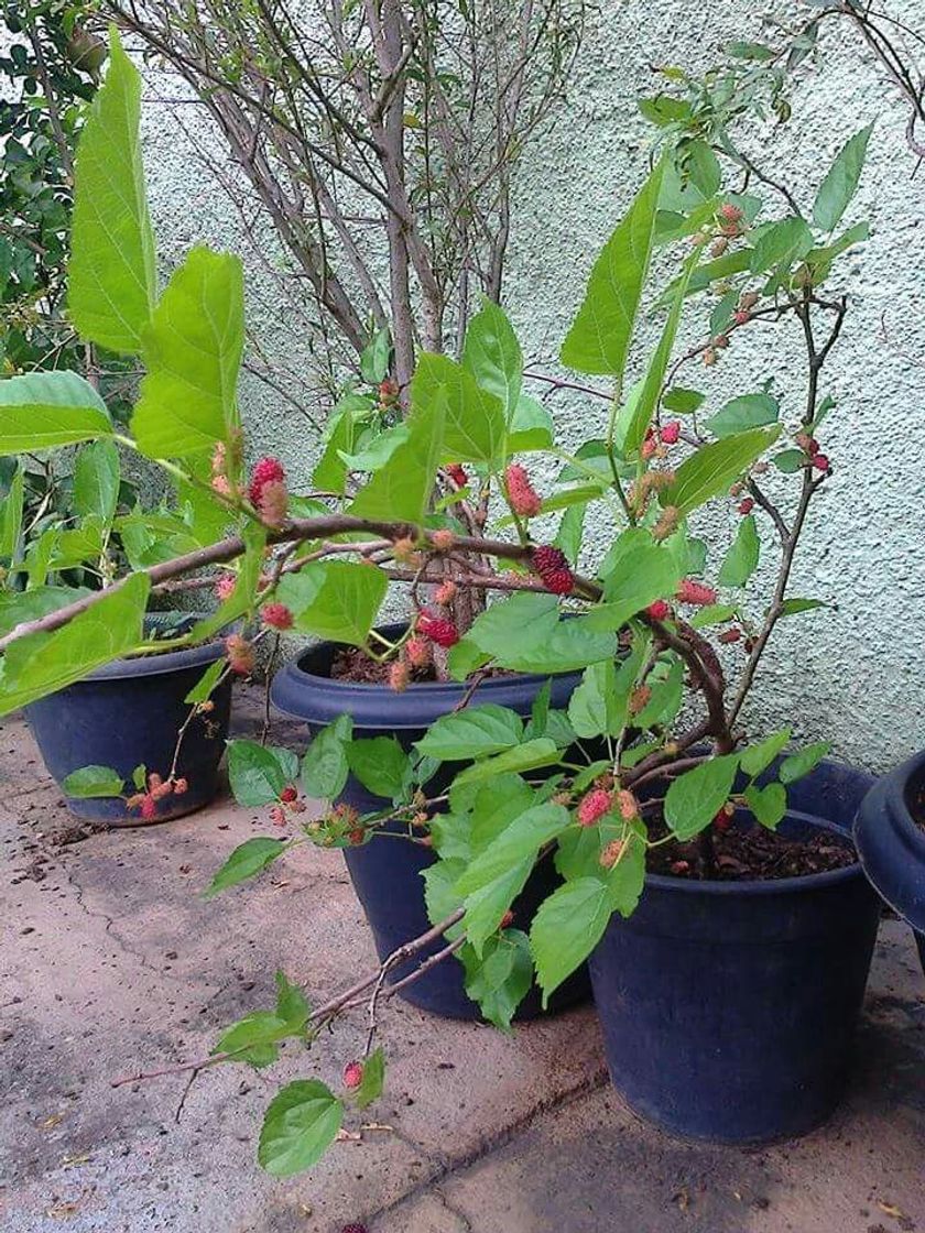 Social Pé de amora no vaso 🌿